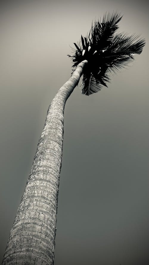 Black white palm tree