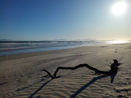 Foto profissional grátis de galho de árvore, na praia, oceano azul