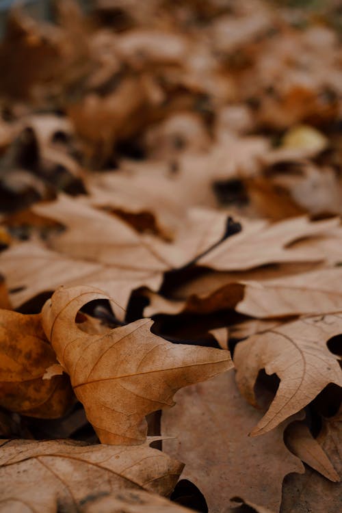 Základová fotografie zdarma na téma detail, hnědá, listy