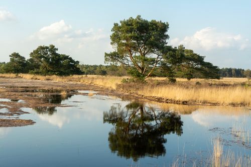 Free Tranquil lakeside scene with trees and reflections under a clear spring sky. Stock Photo