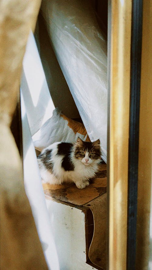 Gratis stockfoto met dierenfotografie, huisdier, kat