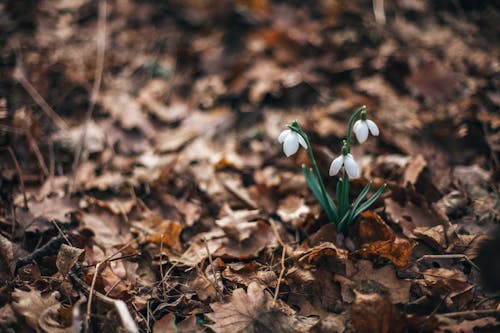 Free stock photo of close-up, color, dark green