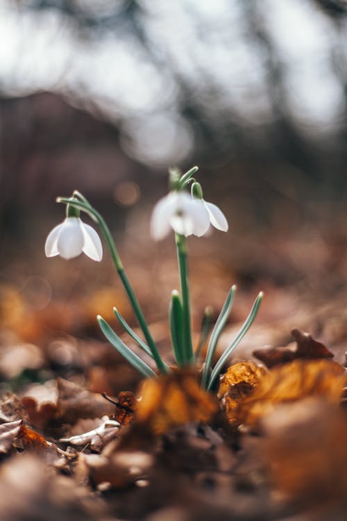 Free White Petaled Flowers Stock Photo