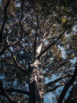 Upward view of a majestic tree crown with sunlit branches highlighting nature's beauty.