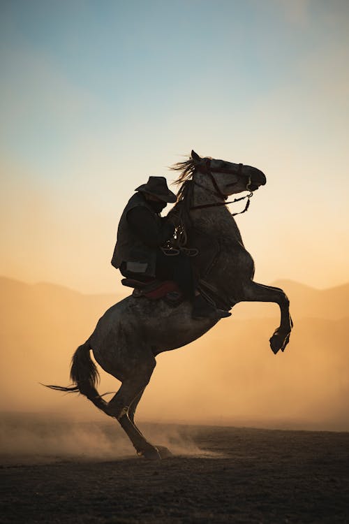 Δωρεάν στοκ φωτογραφιών με άλογο, άμμος, άνδρας