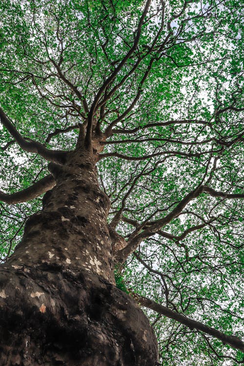 Low Angle Shot of a Tall Tree with Green Leaves 