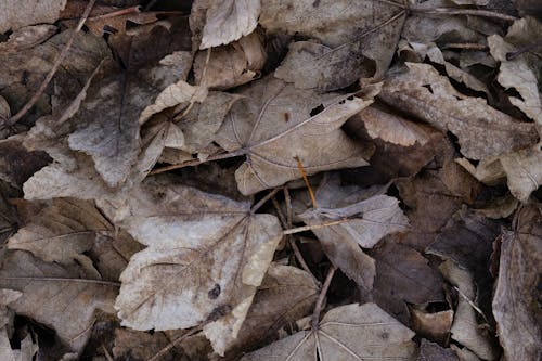 Fallen Dry Leaves Covered with Frost