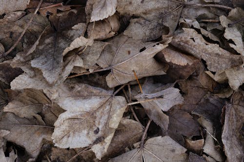 Fotobanka s bezplatnými fotkami na tému chladný, hnedá, jeseň