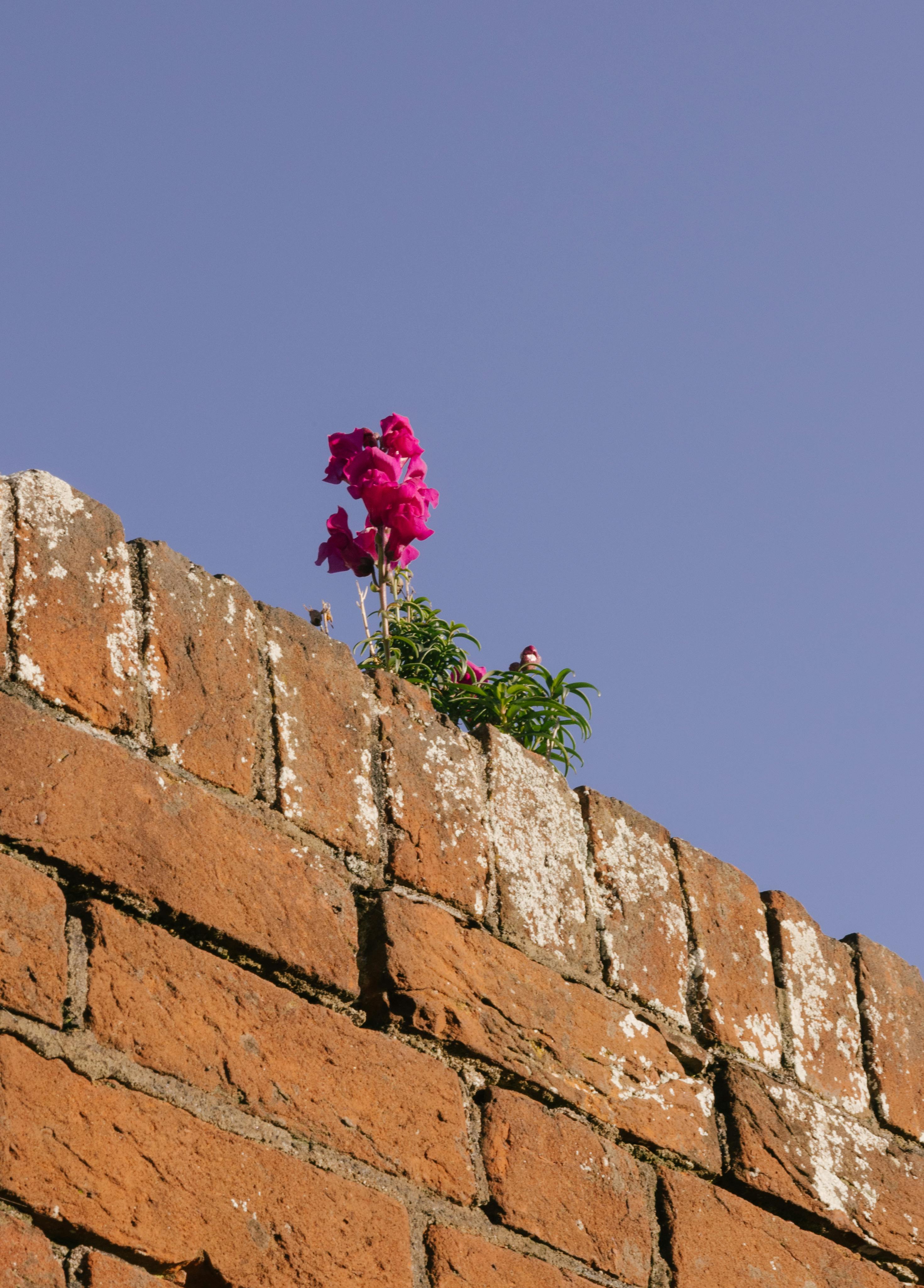 Blooming pink flowers growing above a textured brick wall under a clear blue sky.