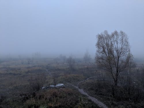 Foto profissional grátis de árvore, atmosférico, neblina