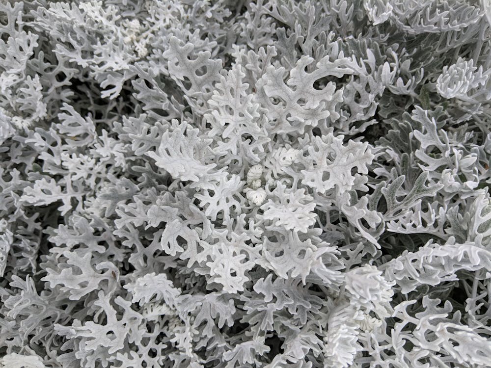 Gratis lagerfoto af cineraria, grå, hvid