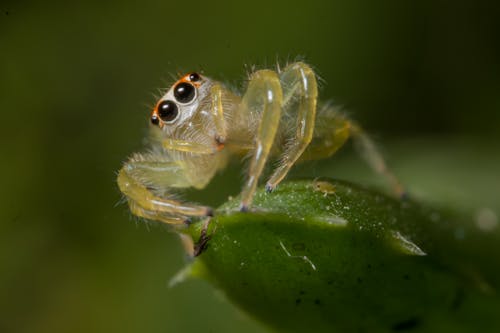 Spider on Leaf