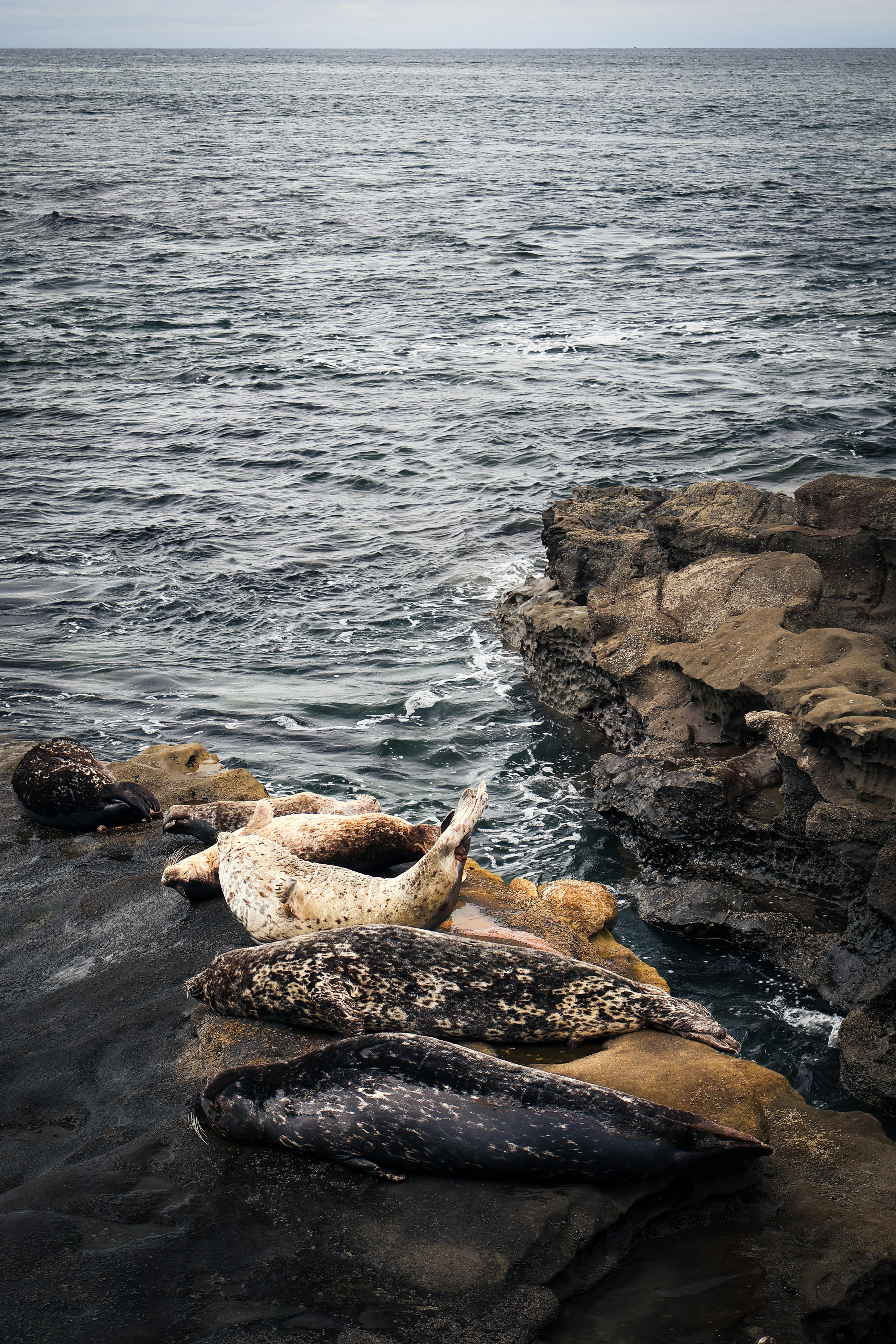 Foto de stock gratuita sobre al aire libre, fotos 4k, agua, al aire
