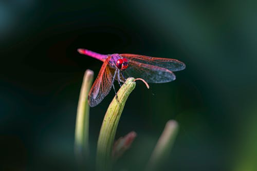 Extreme Close-up of a Violet Dropwing Dragonfly Sitting on a Plant 