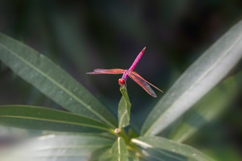 Close-up of a Violet Dropwing Dragonfly Sitting on a Plant