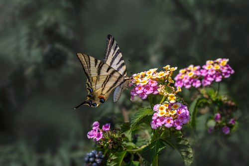 Free A Scarce Swallowtail butterfly on colorful flowers, captured in natural sunlight. Stock Photo