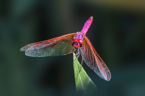 Violet Dropwing on a Leaf