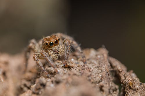 Close Up of Spider on Rock