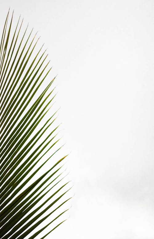 Palm Tree Leaf Against Sky