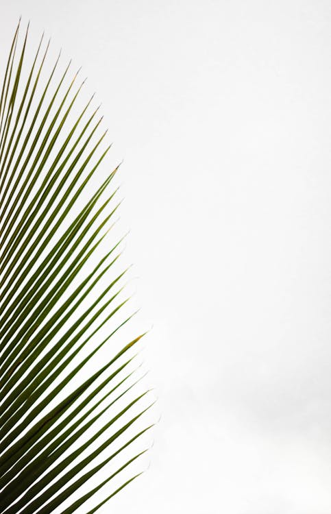 Foto profissional grátis de abstrair, céu, folha