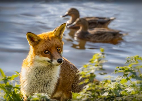 Fox and Ducks