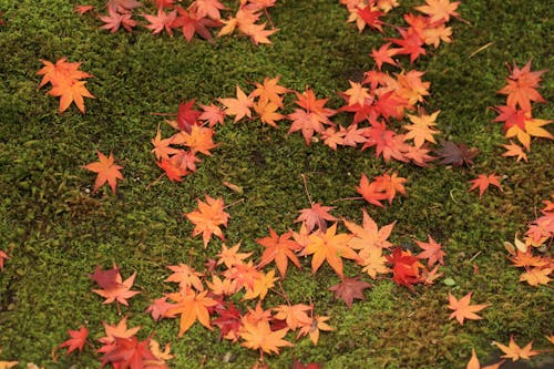 Colorful Autumn Leaves on Forest Moss