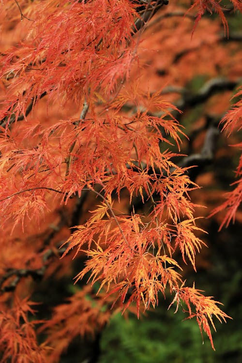 Leaves of Palmate Maple in Autumn