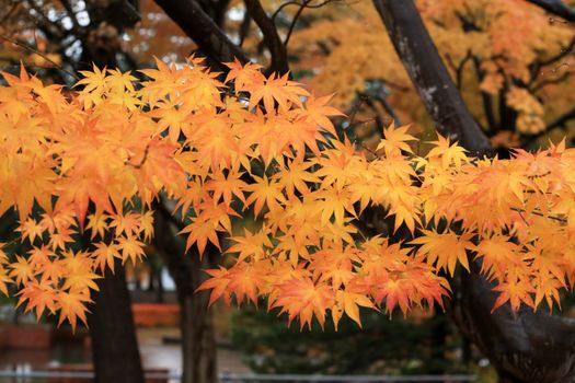 Close-up of orange maple leaves on a rainy autumn day, showcasing nature's vibrant colors.