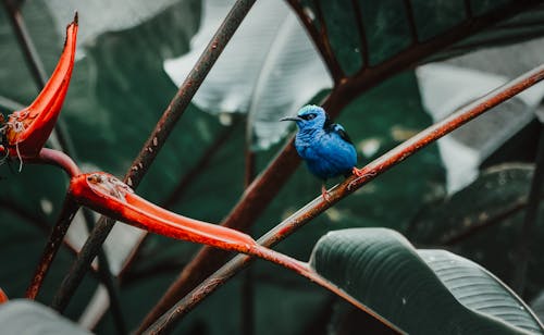 Kostnadsfri bild av blå fjädrar, cyanerpes cyaneus, djurfotografi