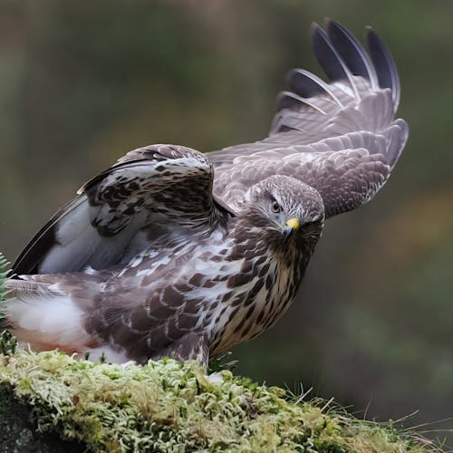Portrait of Hawk with Spread Wings