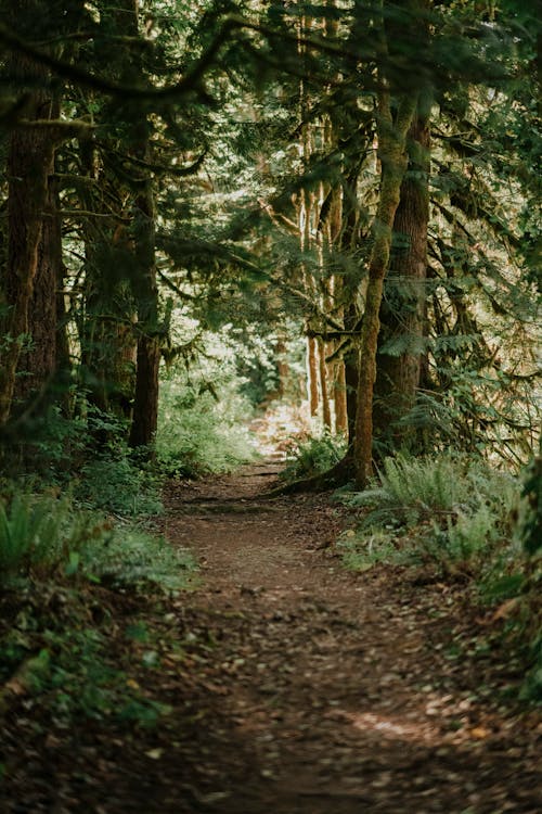 Path in a Coniferous Forest 