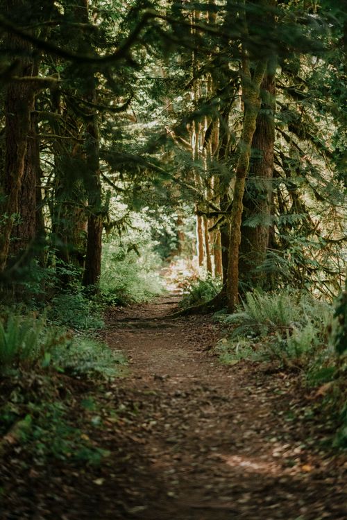Free Serene forest path leading through lush greenery with towering evergreen trees. Stock Photo