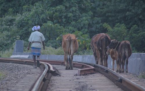 Free man walking with cows Stock Photo