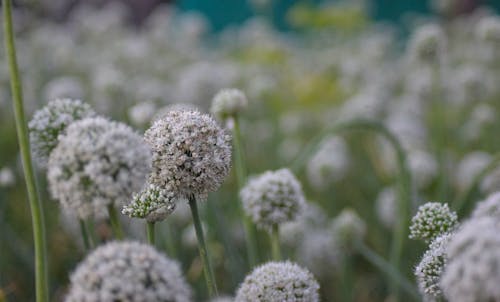 Gratis arkivbilde med blomster, eng, frisk