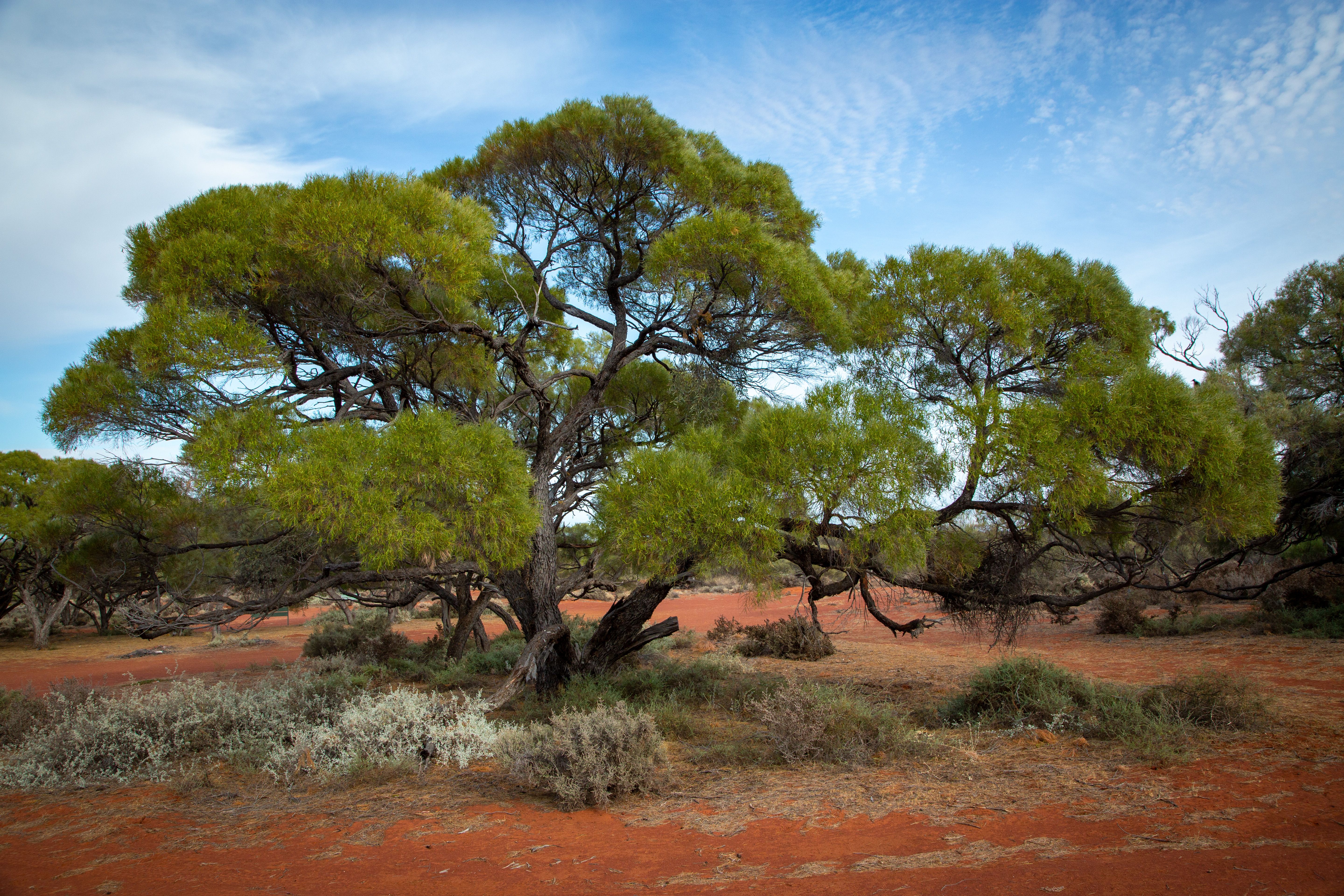 600,000+张最精彩的“Mulga Tree”图片 · 100%免费下载 · Pexels素材图片