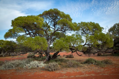 Green Trees on Arid Plains