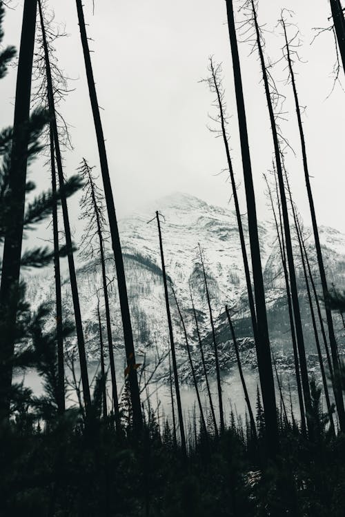 Foto profissional grátis de árvores, cenário, descoberto