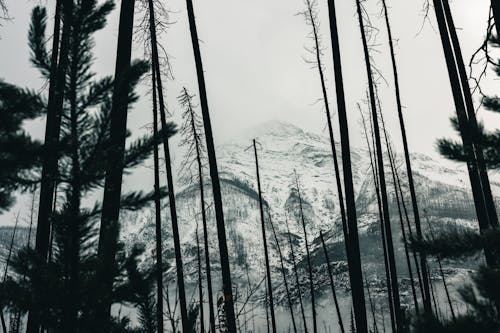 Gratis lagerfoto af Canada, dis, forkølelse