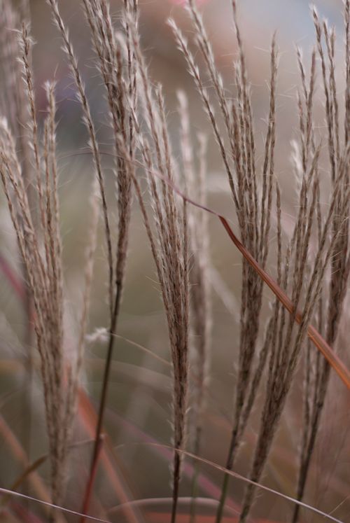 Free Vertical close-up of tall pampas grass with blurred natural background. Stock Photo