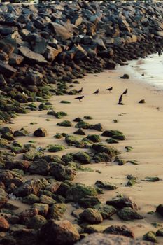 Serene beach scene showcasing rocks and birds along the shoreline during the day.