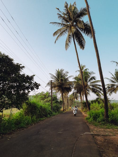 Palm Trees around Road in Countryside