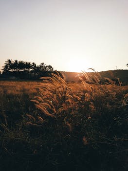 Beautiful sunrise over a rural field with golden grass and distant palm trees.
