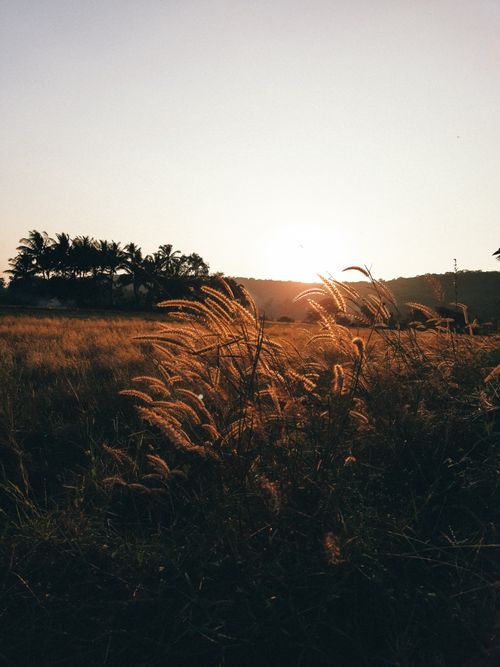 Free Beautiful sunrise over a rural field with golden grass and distant palm trees. Stock Photo