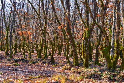 Free Dancing Trees Stock Photo