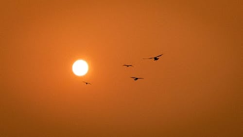 Silhouette of Birds Flying During Sunset 