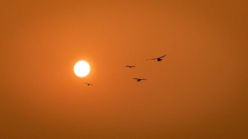 Foto stok gratis bayangan hitam, burung-burung, emas