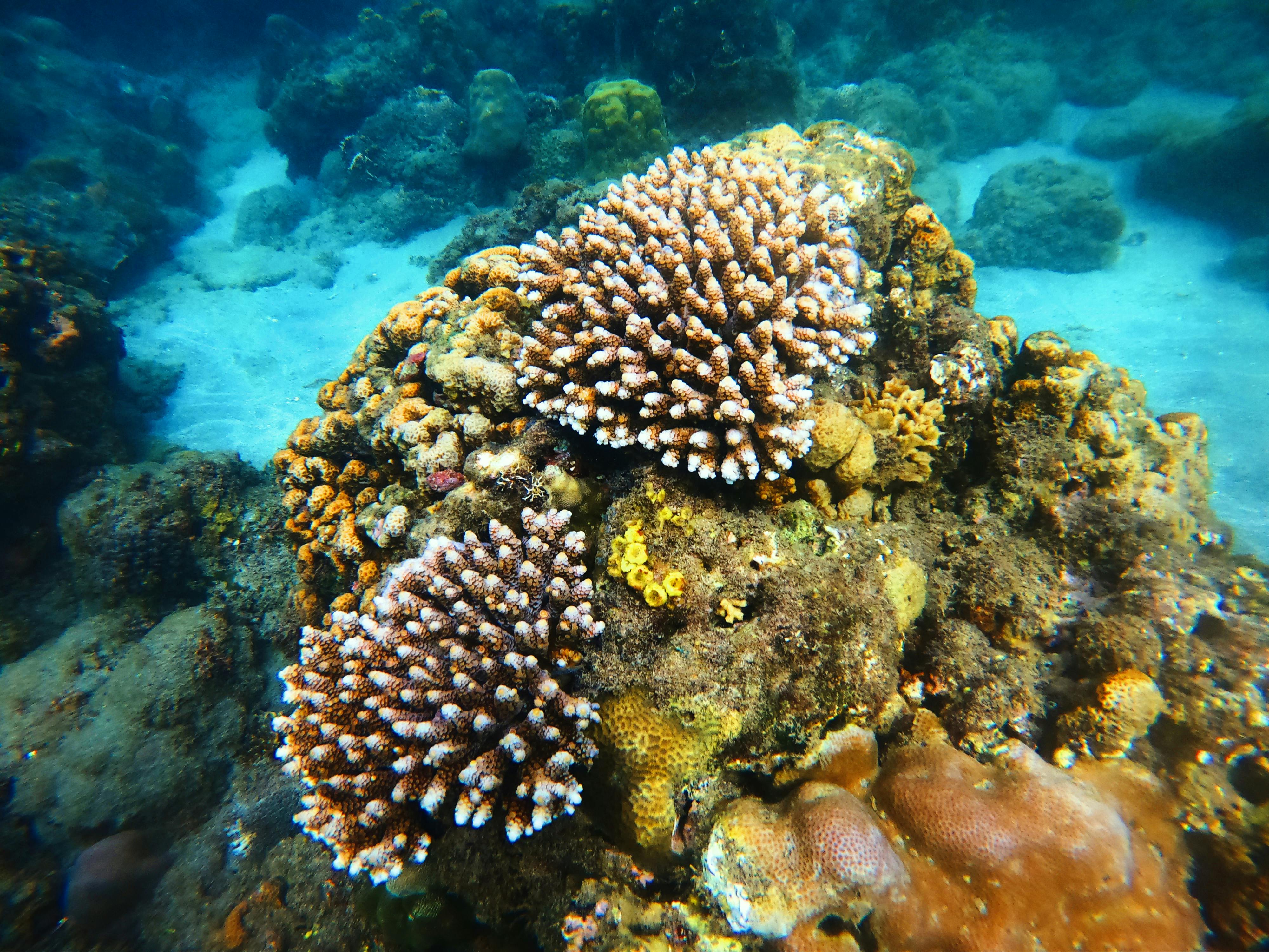 Undersea landscape of coral reef · Free Stock Photo