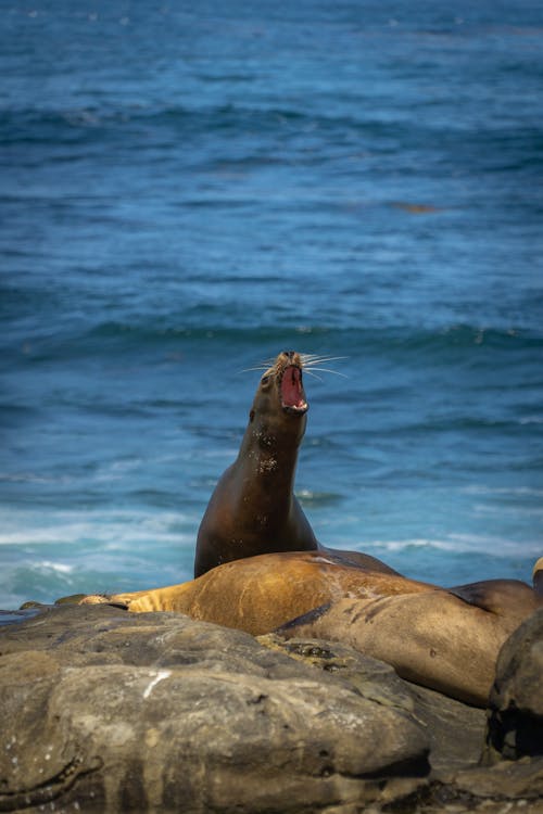 Darmowe zdjęcie z galerii z la jolla, lew morski, ocean