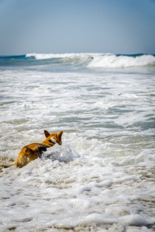 Honden Zwemmen Aan Zee