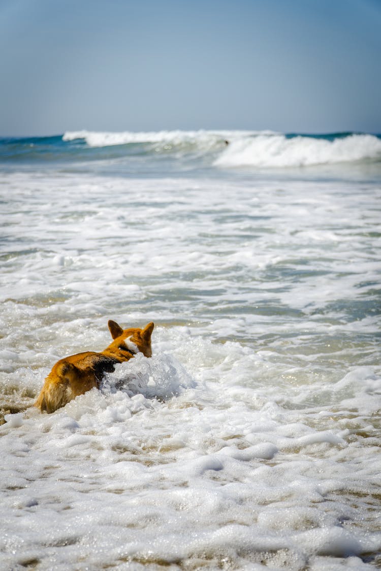 Dog Swimming At The Sea